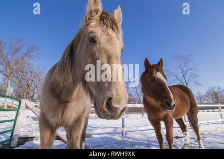 Les têtes des chevaux l'hiver Banque D'Images