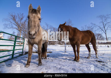 Les têtes des chevaux l'hiver Banque D'Images