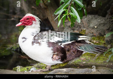 Le canard de Barbarie (Cairina moschata), Franklin Canyon étang, Los Angeles, CA, USA. Banque D'Images