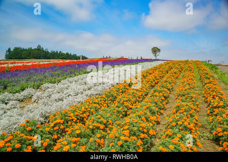 Salvia splendens, Marigold africaine dans la fleur de l'arc-en-ciel dans le célèbre et superbe vue panoramique sur les jardins de fleurs Shikisai-no-oka à Hokkaido, Japon Banque D'Images