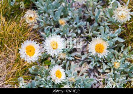 Fleurs aborigène dans le Parc National de Kosciuszko, NSW, Australie. Nature fond avec des plantes et de la végétation. Banque D'Images