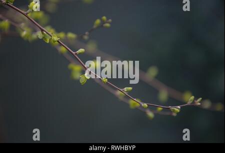 De nouvelles feuilles vert frais nouveaux au début du printemps sur les rameaux d'un buisson dans un jardin à Nimègue aux Pays-Bas. Le début d'une nouvelle saison Banque D'Images