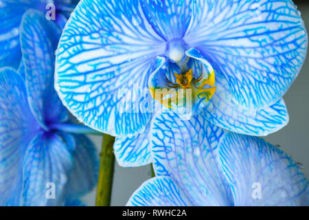 Belle orchidée, fleur de couleur bleu avec de belles veines bleues et les gouttes d'eau Banque D'Images
