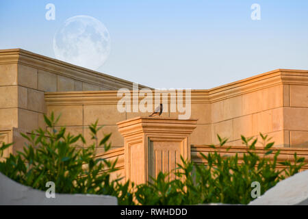 Petite blanche assise sur un mur de brique avec de gros pilier pleine lune à la hausse dans l'arrière-plan Banque D'Images