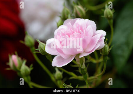 Gros plan d'une belle rose rose avec pétales parfait pousse dans un jardin de campagne anglaise Banque D'Images