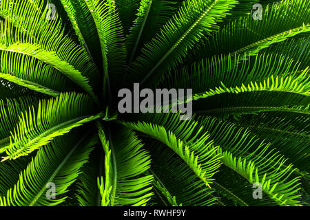 Palm tree Jungle plante avec des feuilles vertes et de pointes avec motif nice en vue de dessus Banque D'Images