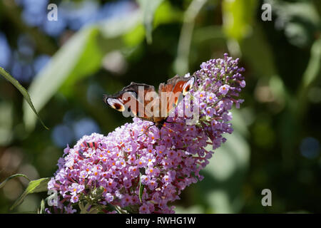 Peacock (aglais io) papillon sur buddleia Banque D'Images