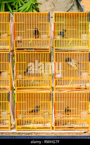 Les oiseaux dans de petites cages à vendre à la Yuen Po Street Bird Garden à Mong Kok, Hong Kong Banque D'Images