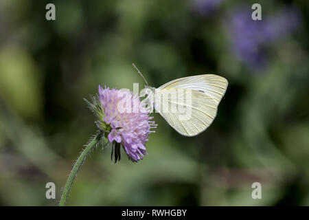 Large White (Pieris brassicae) papillon sur fleur pourpre Banque D'Images
