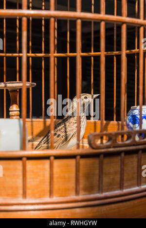 Oiseau en cage à la Yuen Po Street Bird Garden à Mong Kok, Hong Kong Banque D'Images