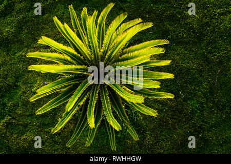 Vue de dessus du petit arbre sagoutier plante avec des feuilles vertes et de pointes Banque D'Images