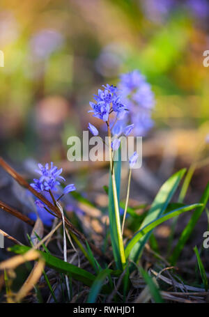 Les fleurs de printemps dans une forêt. Scilla Bifolia. Banque D'Images