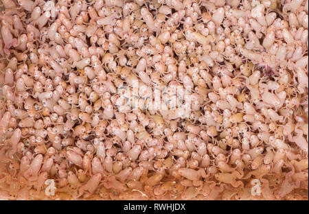 Des grenouilles se sont écrasées dans un conteneur au marché de la pêche à l'or le long de la rue Tung Choi, Mong Kok, Hong Kong Banque D'Images