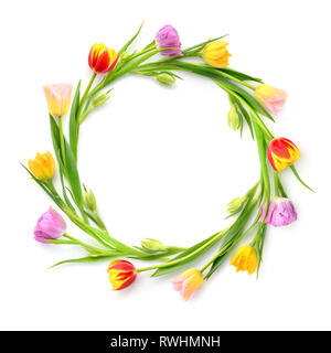 Cercle de tulipes multicolores sur un fond blanc avec de l'espace vide. Vue d'en haut Banque D'Images