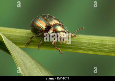 Rosemary Beetle (Chrysolina americana) Banque D'Images