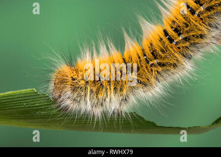 Eggar Moth (lasiocampa trifolii) Caterpillar Banque D'Images