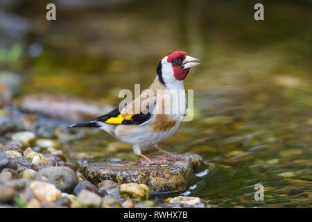 Chardonneret élégant (Carduelis carduelis). Des profils avec de l'alcool. Allemagne Banque D'Images