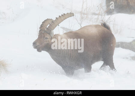 Bouquetin des Alpes (Capra ibex). Mâle dans la neige. Parc National du Gran Paradiso, Italie Banque D'Images