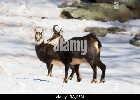 Chamois (Rupicapra rupicapra). La mère et les jeunes debout dans la neige. Alpes, France Banque D'Images