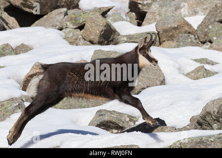 Chamois (Rupicapra rupicapra) d'hommes qui fuient. Alpes, France Banque D'Images