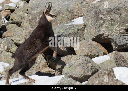 Chamois (Rupicapra rupicapra) d'hommes qui fuient. Alpes, France Banque D'Images