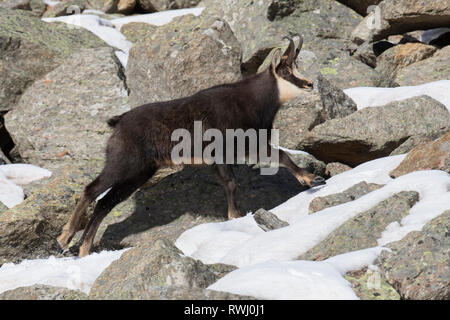 Chamois (Rupicapra rupicapra) d'hommes qui fuient. Alpes, France Banque D'Images