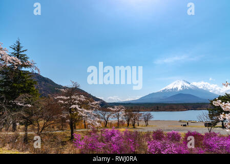 Vue sur le Mont Fuji et la pleine floraison des fleurs de cerisier rose blanche au lac Shoji ( Shojiko ) Park au printemps journée ensoleillée avec ciel bleu clair natural ba Banque D'Images