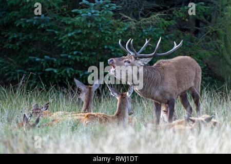 Red Deer (Cervus elaphus). Stag belling dominante au milieu de son harem. Danemark Banque D'Images