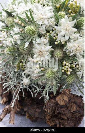 La botanique, couverture cartonnée ronde bouquet avec edelweiss, attention ! Pour Greetingcard-Use Postcard-Use / dans la partie germanophone du pays, certaines restrictions peuvent s'appliquer Banque D'Images