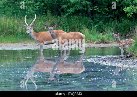 Red Deer (Cervus elaphus). Hind, Brocket et veau dans un étang de la forêt. Allemagne Banque D'Images