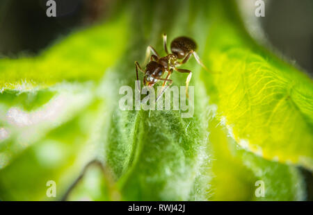 Brown et Ant peu sur puceron vert feuille extreme macro photographie Banque D'Images