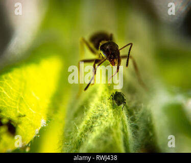 Brown et Ant peu sur puceron vert feuille extreme macro photographie Banque D'Images