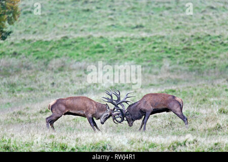 Red Deer (Cervus elaphus). Combats de cerfs sur un pré. Danemark Banque D'Images