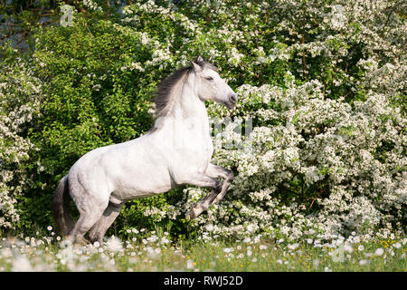 Cheval Espagnol pur, andalou. Hongre aveugle l'élevage sur une prairie en fleurs. La Suisse Banque D'Images