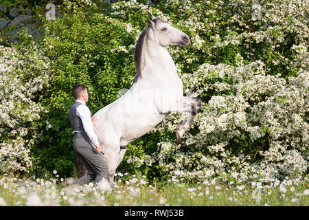 Cheval Espagnol pur, andalou. Hongre aveugle l'élevage sur une prairie en fleurs, à côté de son cavalier et propriétaire Sandro Huerzeler. La Suisse Banque D'Images