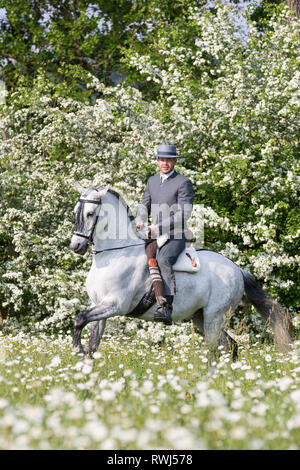 Cheval Espagnol pur, andalou. Hongre aveugle avec son cavalier et propriétaire Sandro Huerzeler galoper dans un pré en fleurs. La Suisse Banque D'Images