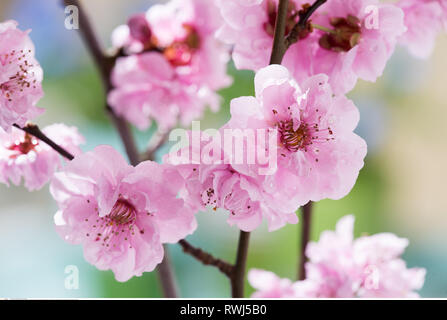 La botanique, de l'oranger en fleurs plein de pu, attention ! Pour Greetingcard-Use Postcard-Use / dans la partie germanophone du pays, certaines restrictions peuvent s'appliquer Banque D'Images