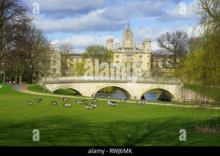 Pont de la Trinité et de St John's College à Cambridge, la Bernache du Canada Banque D'Images