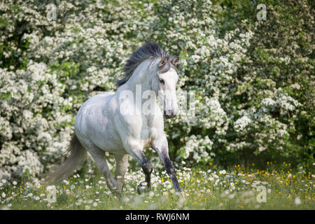 Cheval Espagnol pur, andalou. Hongre aveugle sur une prairie en fleurs au galop. La Suisse Banque D'Images