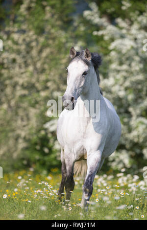 Cheval Espagnol pur, andalou. Hongre aveugle marche sur une prairie en fleurs. La Suisse Banque D'Images