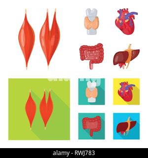 Dorsales musculaires,coeur,foie,organes,,moelle,cardiologie,tube,os,tissus,cardiovasculaire,intestin,body,cell,tube,system,meubles,alimentaire,coronaires,la douleur,,os,sain,artère jéjunale,appareil locomoteur,flore,artères aorte,massage,striés,biologie,scientifique,recherche,laboratoire,anatomie,organe interne,,médical,des,santé,,set,icône,,illustration,collection,isolé,design,graphisme,élément vecteur vecteurs,signer , Illustration de Vecteur