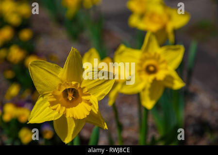 Narcisse au printemps. Floraison des jonquilles, bulbes de printemps. Narcisse est un genre de plantes vivaces de printemps principalement des Amaryllidaceae (amaryllis) Banque D'Images