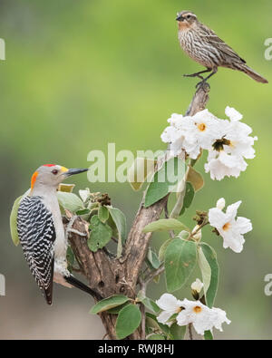 Pic à front doré mâle (Melanerpes aurifrons) et de l'immaturité des épaulettes sur arbre à fleurs blanches, Laguna Seca Ranch Banque D'Images