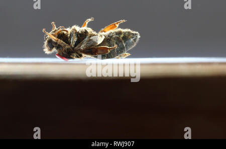 Kaufbeuren, Allemagne. 08Th Mar, 2019. Une reine des abeilles mortes avec une marque rouge sur son dos se trouve sur le sol sur une feuille de papier. Credit : Karl-Josef Opim/dpa/Alamy Live News Banque D'Images