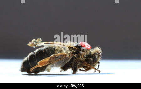 Kaufbeuren, Allemagne. 08Th Mar, 2019. Une reine des abeilles mortes avec une marque rouge sur son dos se trouve sur le sol sur une feuille de papier. Credit : Karl-Josef Opim/dpa/Alamy Live News Banque D'Images