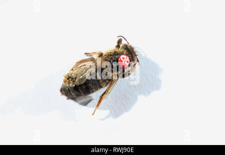 Kaufbeuren, Allemagne. 08Th Mar, 2019. Une reine des abeilles mortes avec une marque rouge sur son dos se trouve sur le sol sur une feuille de papier. Credit : Karl-Josef Opim/dpa/Alamy Live News Banque D'Images