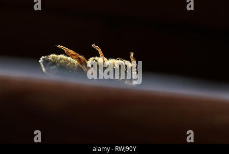 Kaufbeuren, Allemagne. 08Th Mar, 2019. Une reine des abeilles mortes avec une marque rouge sur son dos se trouve sur le sol sur une feuille de papier. Credit : Karl-Josef Opim/dpa/Alamy Live News Banque D'Images