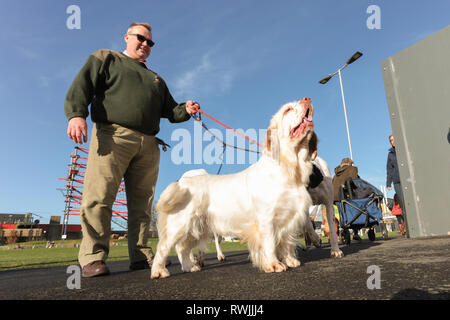 Birmingham, UK. 7 mars, 2019. Chiens d'exposition venant avec leur propriétaire pour le premier jour de Crufts 2019 qui se tiendra à l'NEC plus de quatre jours. 27 000 chiens devraient être indiqués sur les quatre jours, 220 espèces différentes, et avec une estimation de 165 000 amoureux de chien en visite. Crédit : Peter Lopeman/Alamy Live News Banque D'Images