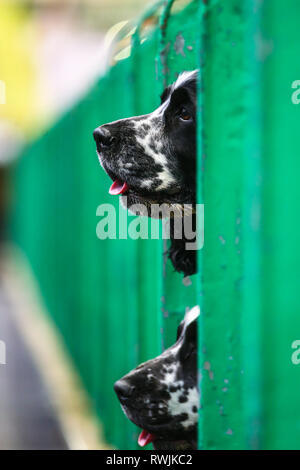 Birmingham, UK. 7 mars, 2019. Gundogs sont exposés au premier jour de Crufts 2019 qui se tiendra à l'NEC plus de quatre jours. 27 000 chiens devraient être indiqués sur les quatre jours, 220 espèces différentes, et avec une estimation de 165 000 amoureux de chien en visite. Deux chiens attend patiemment leur tour, sur le showring.Peter Lopeman/Alamy Live News Crédit : Peter Lopeman/Alamy Live News Banque D'Images