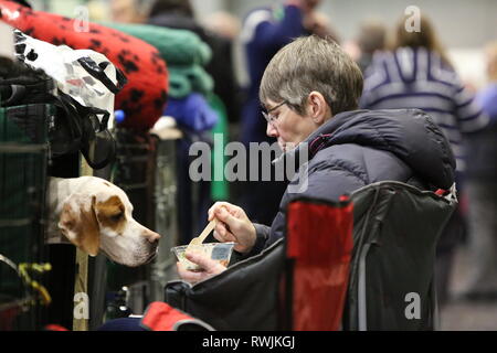 Birmingham, UK. 7 mars, 2019. Un pointeur a une intéressante sournois ses propriétaires le déjeuner en arrivant sur la première journée de Crufts 2019 ️Jon Crédit : Freeman/Alamy Live News Banque D'Images